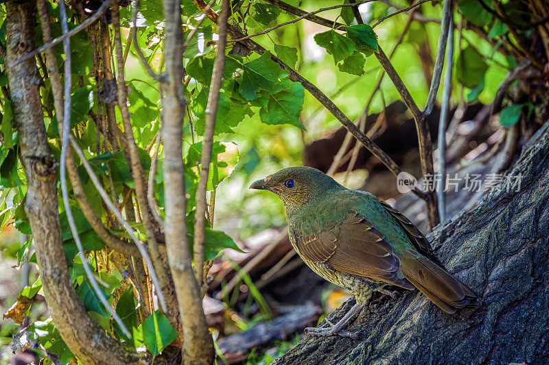 缎纹园丁鸟(Ptilonorhynchus violaceus)